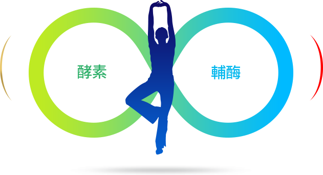 酵素 輔酶