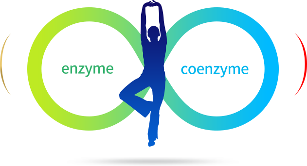 enzyme coenzyme